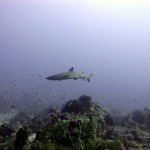 White tip reef shark at Shark Point