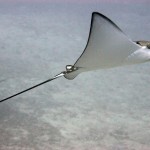 Eagle ray at Deep Turbo